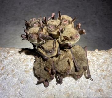 Around ten cave myotis bats clinging together