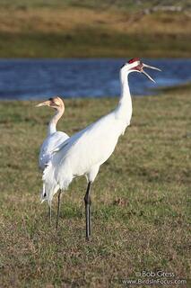 Two whooping cranes in short grass